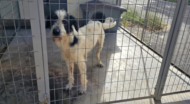 Ο Λελέκο μετονομάστηκε σε Πάμπλο και ζει ευτυχισμένος ως Μάρτιν: Μια ιστορία με ευτυχή κατάληξη