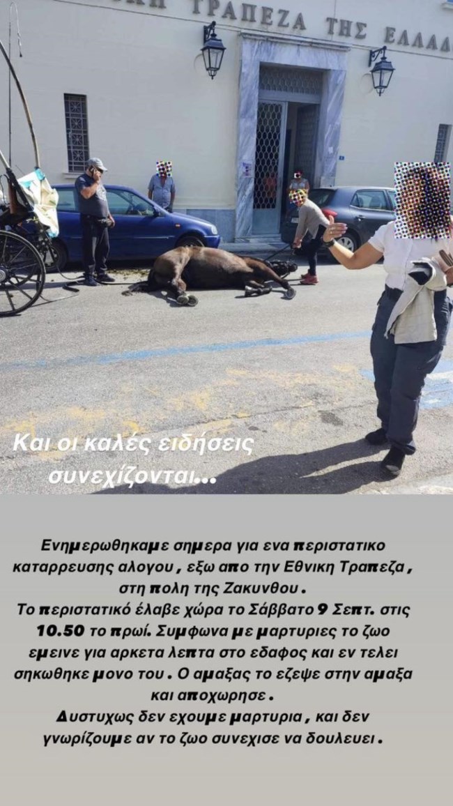 Θλίψη και οργή - Νέο περιστατικό κατάρρευσης αλόγου στη Ζάκυνθο: Τι αναφέρει η Εριέττα Κούρκουλου