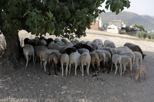 zesth