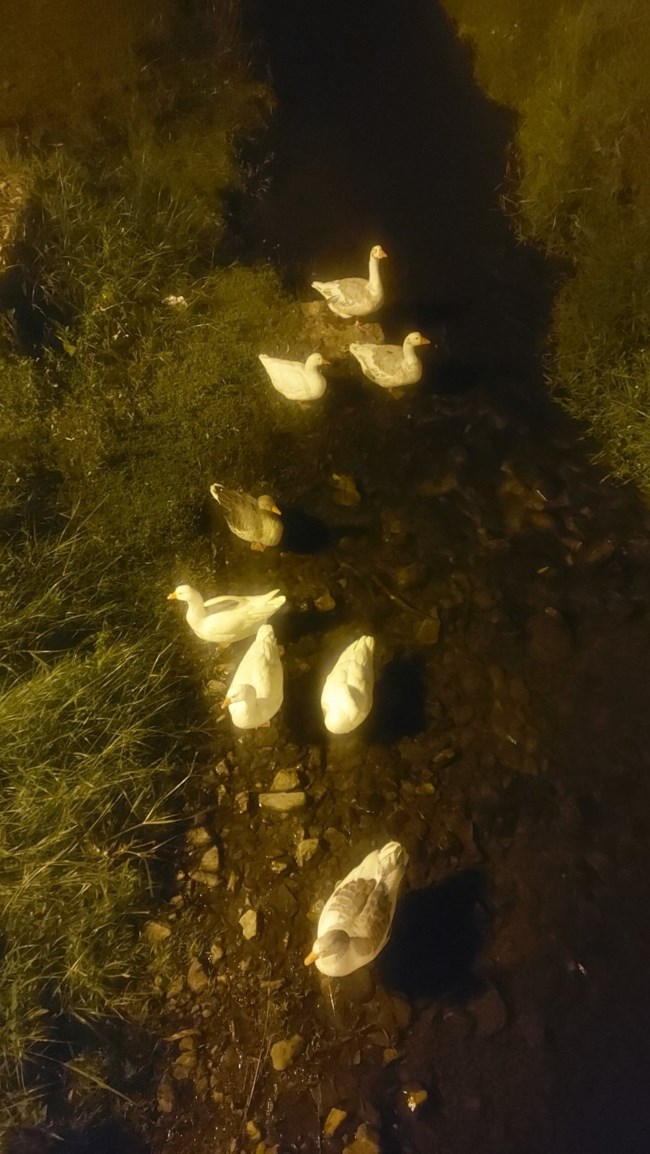 παπιες ποταμι