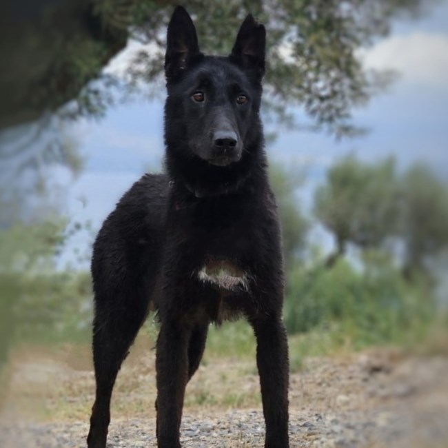 Save a Greek Stray: Μεγάλη επιχείρηση την Κυριακή στου Παπάγου για να βρεθεί η Μπέτυ - Ενημερώστε στα 6936533791 - 6932345777