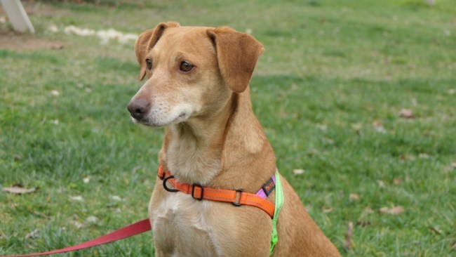 Η Βεατρίκη επέστρεψε στο καταφύγιο του Save a Greek Stray με λουλουδένιο κολάρο - Και τώρα συνηθίζει ξανά...