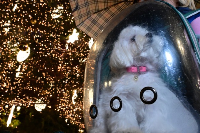 ΦΩΤΑΓΩΓΗΣΗ ΧΡΙΣΤΟΥΓΕΝΝΙΑΤΙΚΟ ΔΕΝΤΡΟ ΣΥΝΤΑΓΜΑ