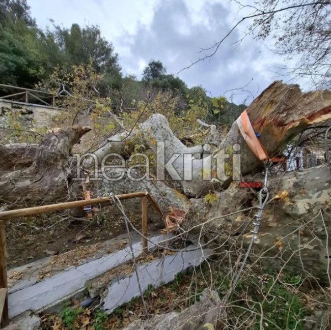 ΠΛΑΤΑΝΟΣ ΚΡΑΣΙ