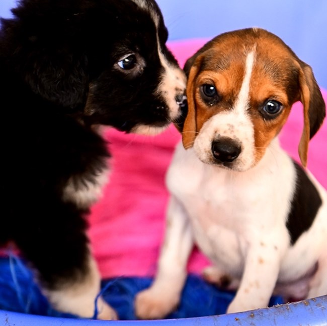 Πέντε μονάκριβα μωρά πετάχτηκαν μέρες αγάπης και γιορτής -  Δεν ξεμακραίνουν το ένα από το άλλο