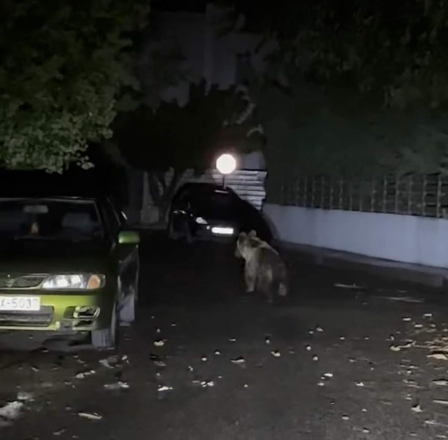 ΑΡΚΟΥΔΑ ΤΡΙΚΑΛΑ