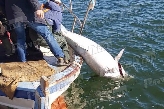 Πρέβεζα: Η απίστευτη ψαριά στο Ιόνιο - "Λύγισε" το καϊκι από τον τόνο 130 κιλών [εικόνες]