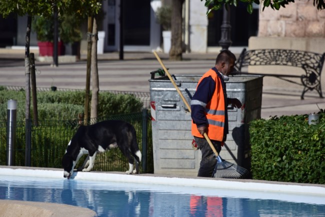 αδεσποτα