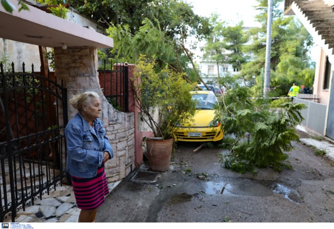 Δέντρα σε ΙΧ Κάτοικος