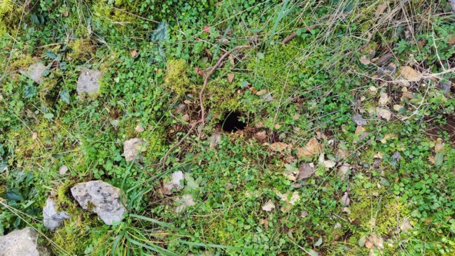 αρχαιοκαπηλοι