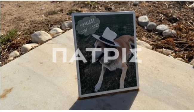 Το τελευταίο σπίτι της Κανέλας στο Αεροδρόμιο Ηρακλείου: Χρόνια συνόδευε τις αφίξεις και τις αναχωρήσεις των επιβατών