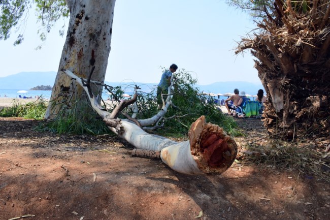 Ναύπλιο: Κλαδί σαν... κορμός δένδρου έπεσε πάνω σε λουόμενο στην παραλία της Καραθώνα - Τον πήρε ασθενοφόρο