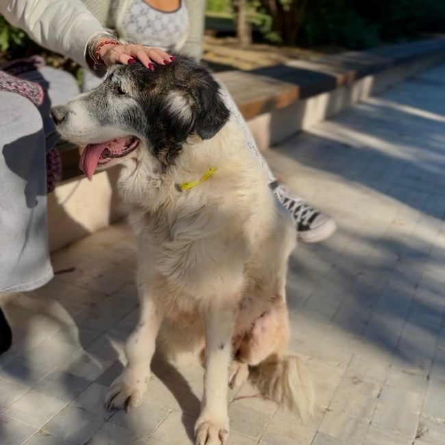 Η Nonna δεν πονάει πια. Ηρέμησε. Η Nonna έζησε ελάχιστα τη ζωή που της άξιζε... O αποχαιρετισμός του Dogs' Voice