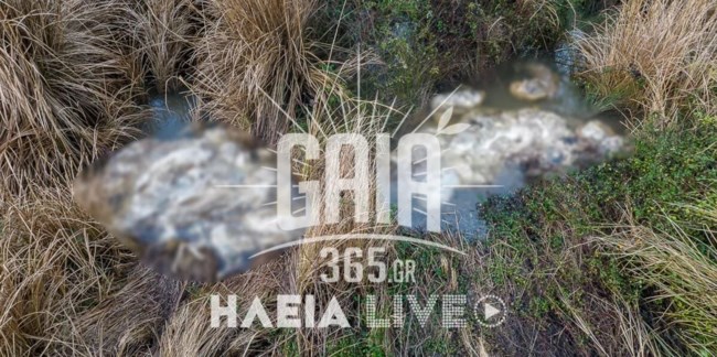 Ηλεία: Δεκάδες νεκρά πρόβατα εντοπίστηκαν στον Αλφειό ποταμό – Εισαγγελική παρέμβαση