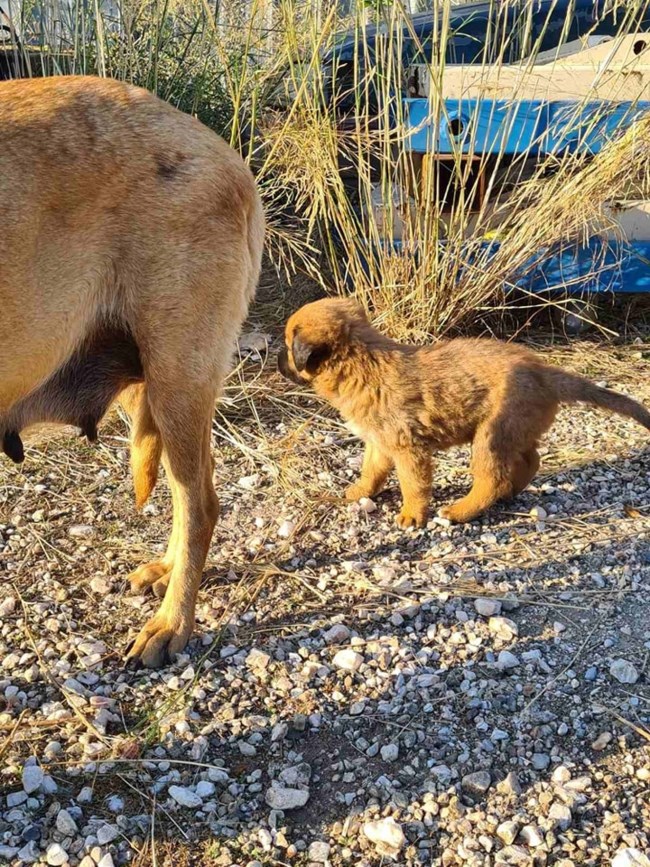 Σώστε ένα αδεσποτάκι: Δείξτε τους τι θα πει pet grooming, ξέρουν μόνο τι θα πει καταστροφή