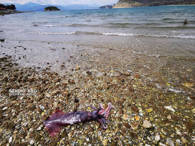 Ναύπλιο: Τεράστιο καλαμάρι μήκους ενός μέτρου ξεβράστηκε σε παραλία [Βίντεο-Εικόνες]