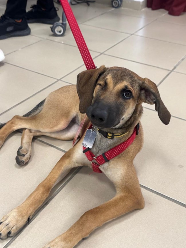 Zero Stray Pawject – Zero Stray Academy