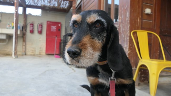 Είναι αρκετά βαρύς σαν τύπος με σοβαρό ύφος και μετρημένος - Ο Όλαφ δεν είναι νεαρός, όμως νομίζει ότι είναι