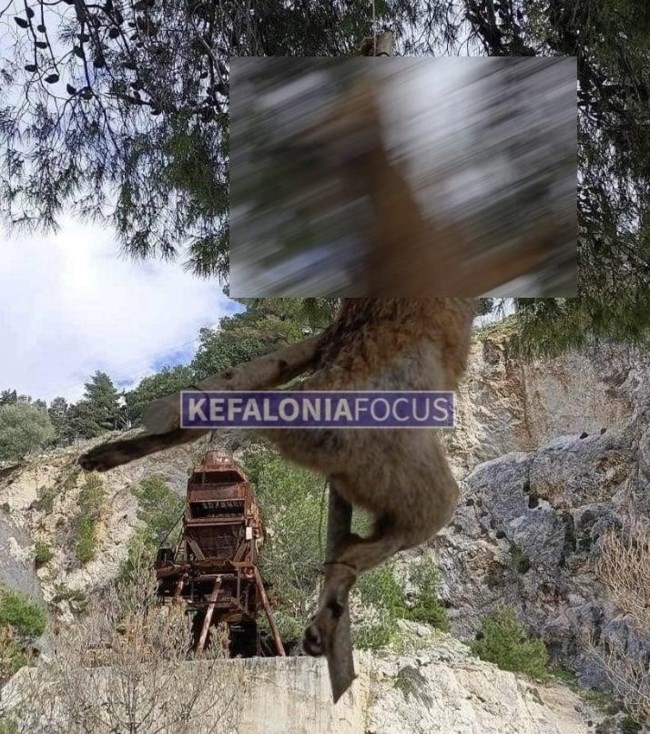 Αλεπού