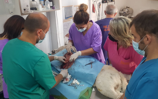 Αυτοί είναι οι 4 κτηνίατροι που πάλεψαν να σώσουν το σκυλί που μαχαίρωσε ο καθηγητής στη Νίκαια