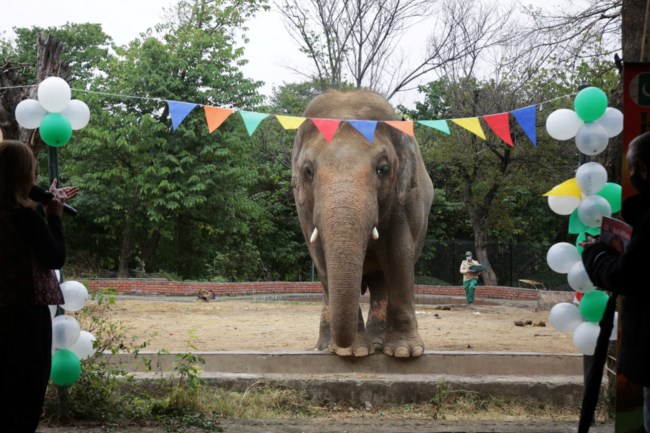 elephant