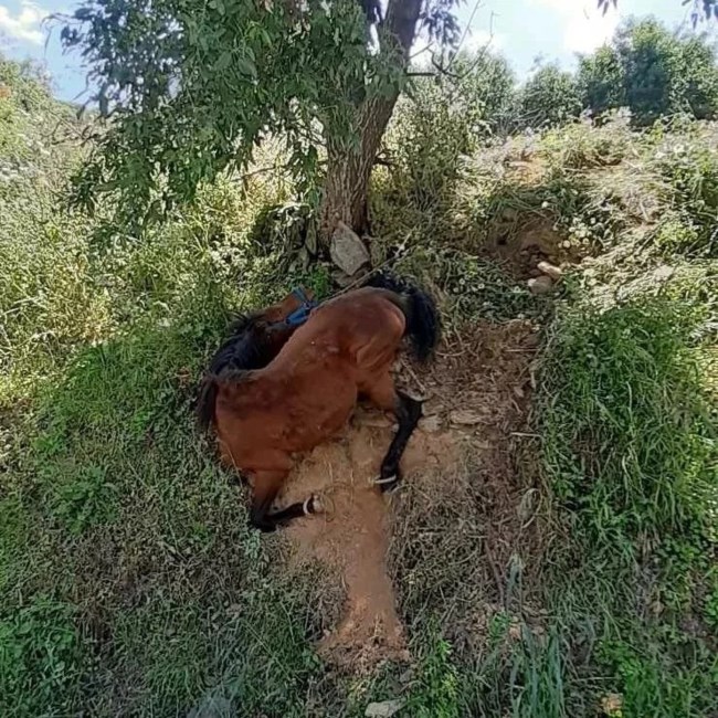Σοκάρουν δύο νέα περιστατικά κακοποίησης ζώων σε Τζια και Υδρα - Διώξεις και πρόστιμα στους δράστες