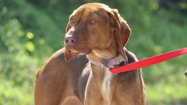 Η Ολιβ ή δεν έκανε καλά τη δουλειά της, ή τη βαρέθηκαν - Δεν έχει σημασία, εγκαταλείφθηκε και κατέληξε στο κυνοκομείο Τρίπολης