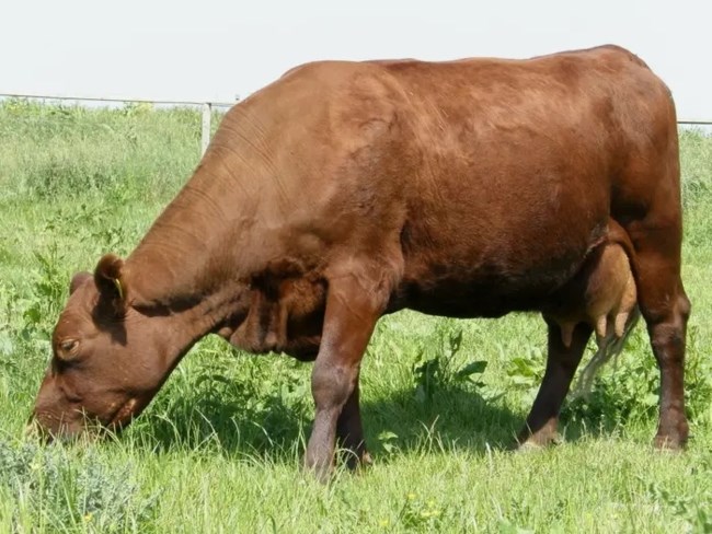 ΜΑΙΚ ΛΙΝΤΣ ΑΓΕΛΑΔΕΣ RED POLL CATTLE