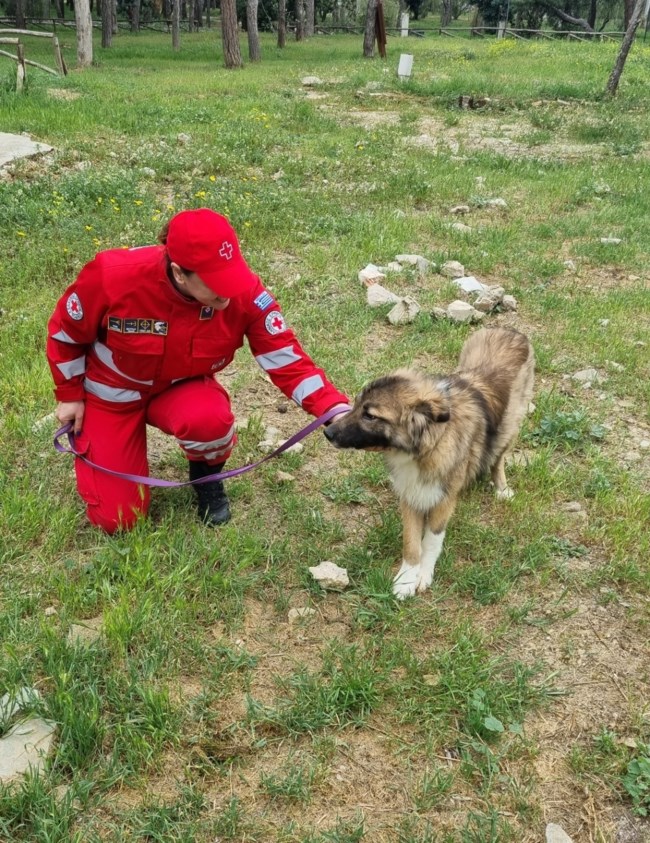 Μάθετε πώς θα βοηθήσετε τον σκύλο σας σε μια έκτακτη ανάγκη
