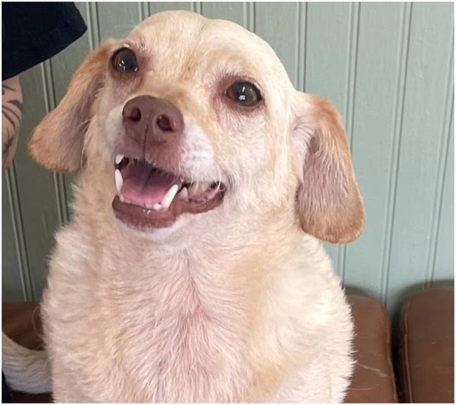 Συγκινητικό: Οικογένεια βρήκε το σκυλάκι της πέντε χρόνια μετά, εκατοντάδες χιλιόμετρα μακριά [βίντεο]