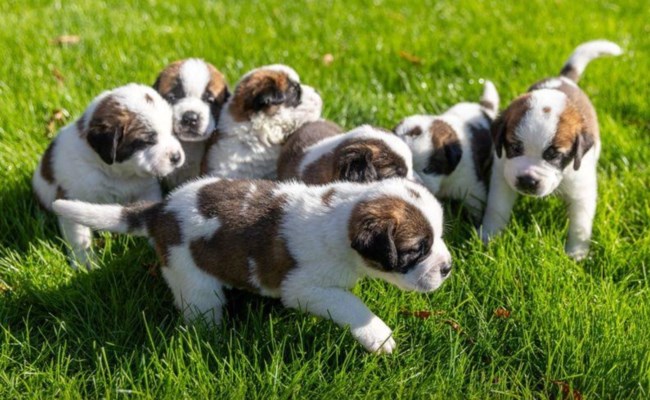 Σκύλοι του Αγίου Βερνάρδου: Τα αγαπημένα σκυλιά της Ελβετίας σε νέο κοινωνικό ρόλο για ευάλωτους ανθρώπους