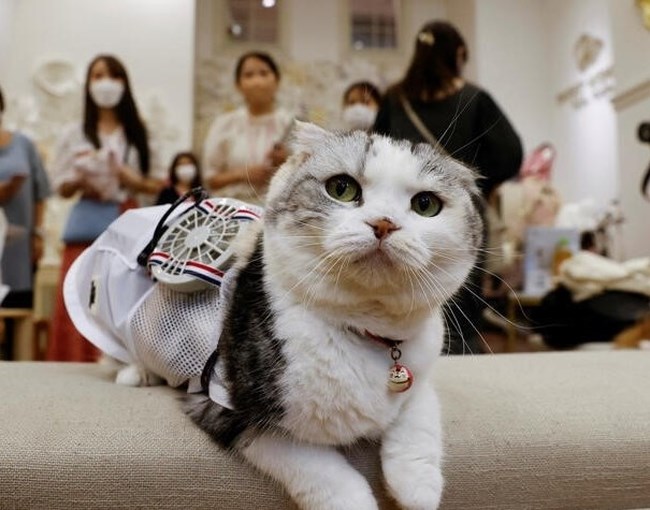 ΓΑΤΑ ΚΛΙΜΑΤΙΣΜΟΣ