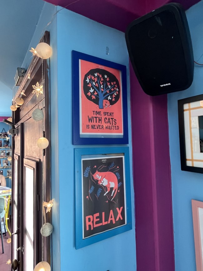 Τα γατόφιλα cafe της Θεσσαλονίκης έχουν γίνει ...viral - Η αρχή έγινε με τον "Ζυμαρούλη" [εικόνες]
