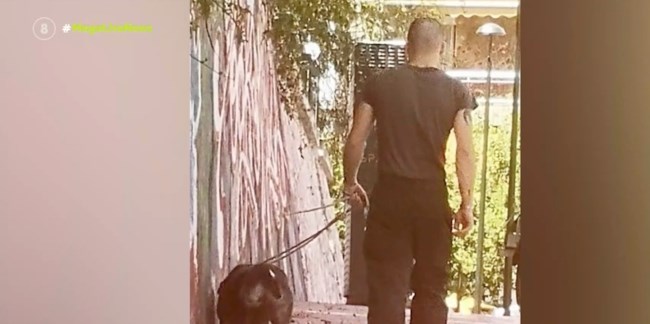 "Βρείτε αποδείξεις κι ελάτε να με κλείσετε μέσα" λέει ο ιδιοκτήτης που τον κατηγορούν ότι βάζει το πίτμπουλ του να σκοτώνει γάτες