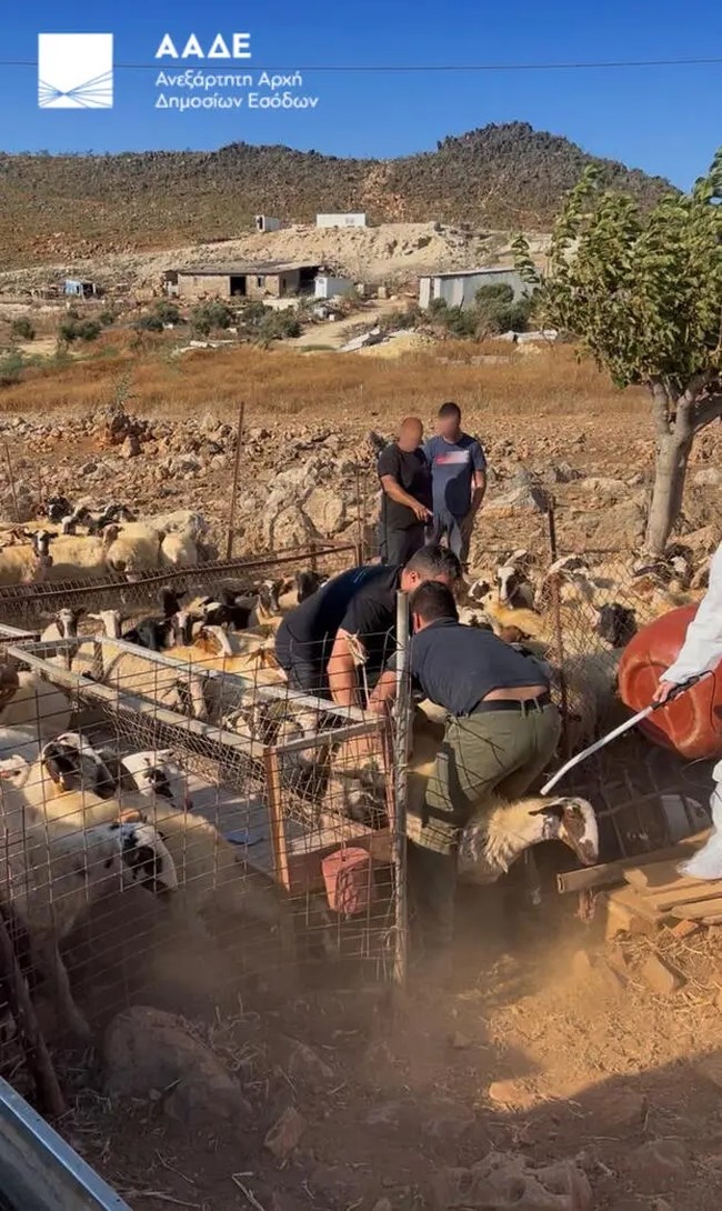 MEGA-επιχείρηση της ΑΑΔΕ στα Ζωνιανά: 58 ελεγκτές και 200 αστυνομικοί στο κυνήγι των παράνομων επιδοτήσεων