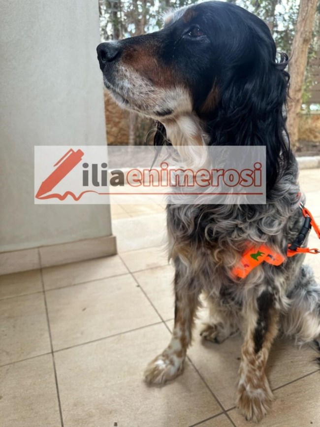 Η απίστευτη διάσωση της Mare που βρέθηκε να κολυμπά δυο ναυτικά μίλια από τη στεριά - Βίντεο ντοκουμέντο