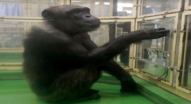 Πέθανε η Ai, η χιμπατζής-"θαύμα" -  Hξερε 100 κινεζικούς χαρακτήρες και τα γράμματα του λατινικού αλφαβήτου