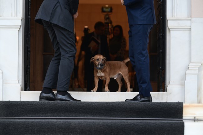 Έκλεψε την παράσταση ξανά ο Πίνατ: Τα παιχνίδια του Ρούτε με την ακαταμάχητη "μασκότ" στο Μαξίμου [εικόνες-βίντεο]