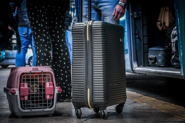 Σχεδιάζετε ταξίδι με τη γάτα σας; Πώς θα το κάνετε  με το λιγότερο δυνατόν άγχος και για τους δυο σας