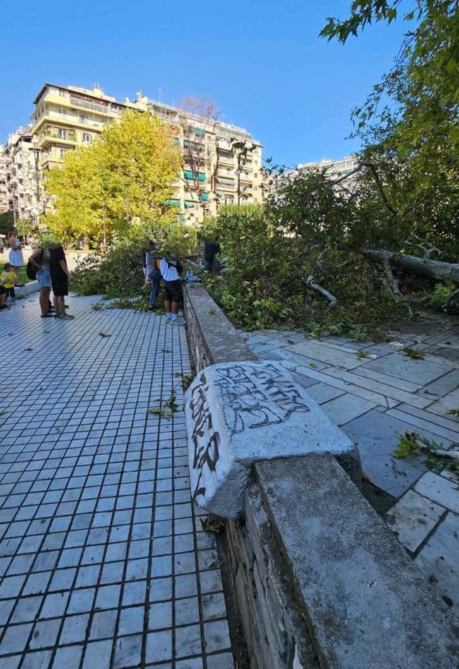 Θεσσαλονίκη: Δέντρο έπεσε πάνω σε άνδρα που καθόταν σε παγκάκι στην πλατεία Ναυαρίνου [εικόνες]