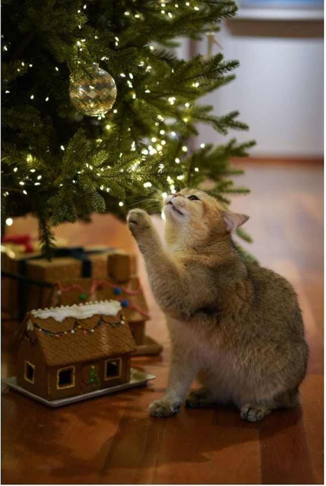 Προσοχή στα φυτά και τα λουλούδια των Χριστουγέννων που είναι τοξικά για τις γάτες: Ποια είναι επικίνδυνα