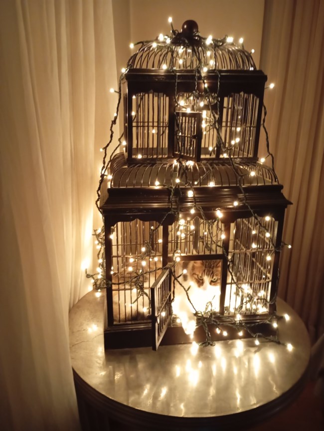 γατα χριστουγεννα