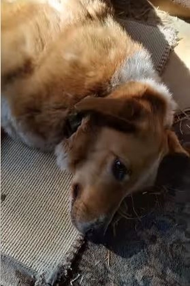 Η Μπεζούλα περνάει την ημέρα της κυρίως ξαπλωμένη - Μετά από τροχαίο κάνει ήρεμες, χαλαρές και σύντομες βόλτες