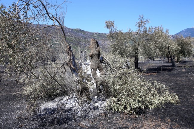 Φωτιά στην Άμφισσα: Κάηκαν υπεραιωνόβια δέντρα στον Ελαιώνα - Μνημείο πολιτιστικής κληρονομιάς της UNESCO