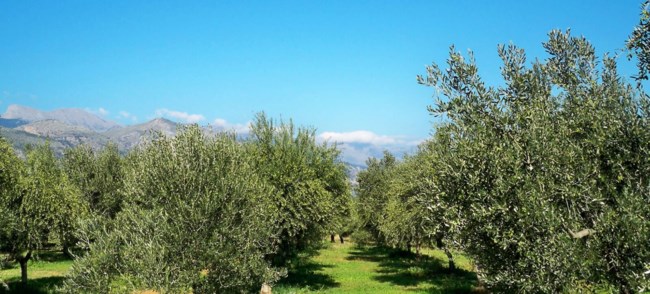 Ελληνας ο καλύτερος ελαιοπαραγωγός της Ευρώπης: Οι βιολογικοί ελαιώνες Σακελλαρόπουλου στη Σπάρτη