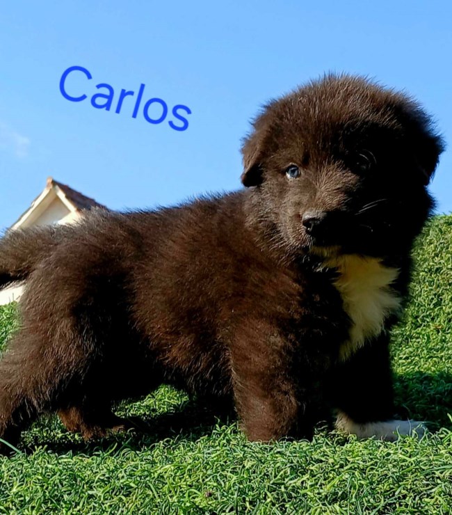 carlos