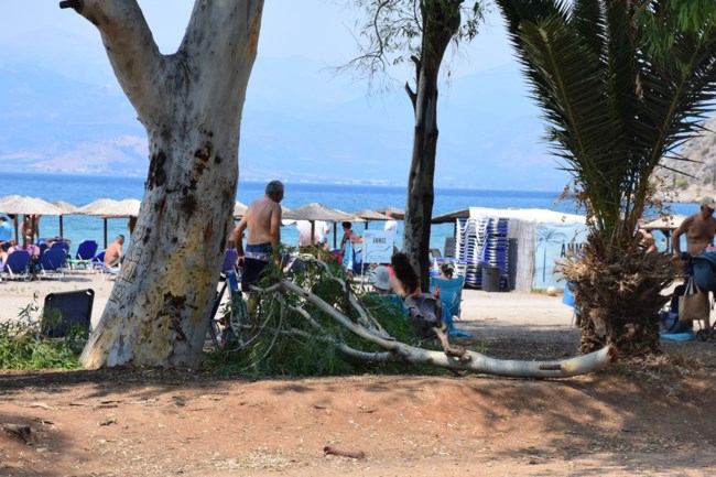 δέντρο στο Ναύπλιο