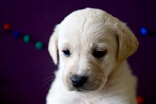 Μια χιονόμπαλα στην παλάμη, ένα αγγελούδι - Μόνο η φύση μπορεί να δημιουργήσει τόση ομορφιά - Αυτή είναι η Ζιζέλ