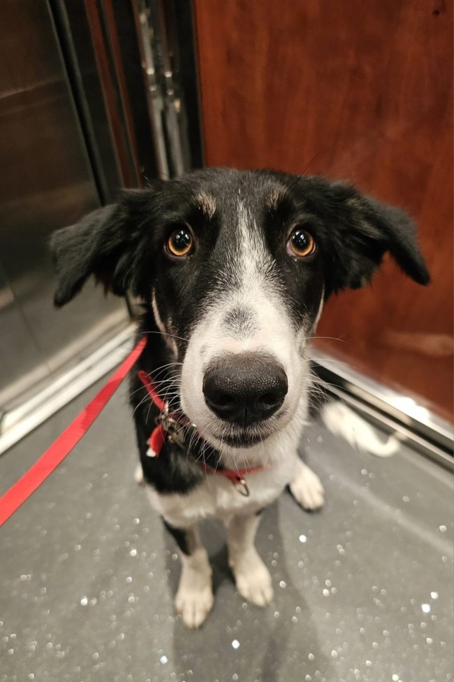 Από εκεί που ζούσε αδέσποτη σε ένα χωριό, μια μέρα μπήκε σε ένα σπίτι - Ηταν σαν να έμενε πάντα εκεί