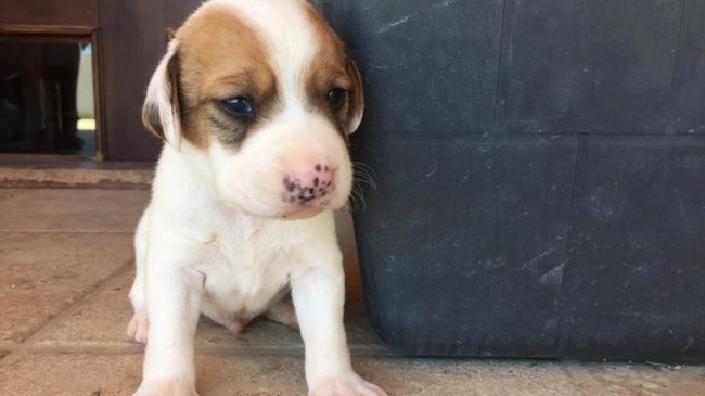 Στον εισαγγελέα κυνηγός για την κακοποίηση πέντε κουταβιών